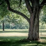 photo of swing chair on tree