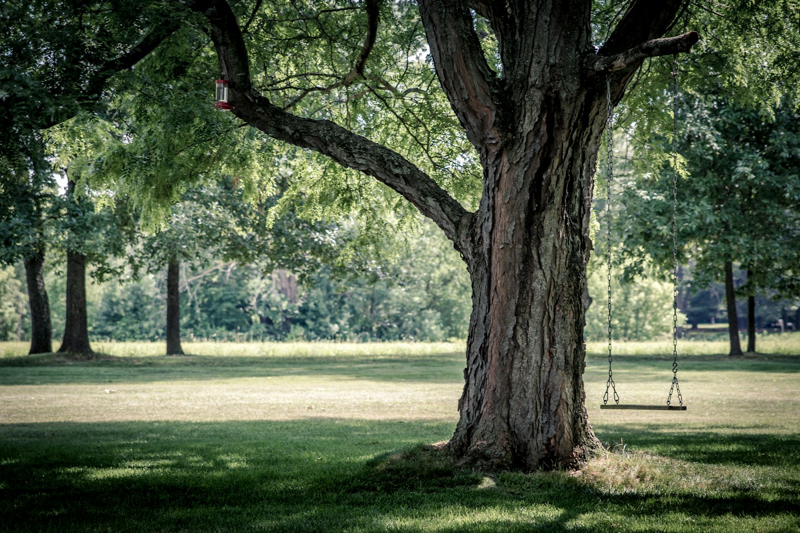 photo of swing chair on tree